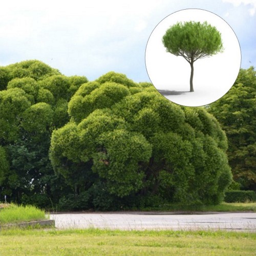 Salix fragailis 'Bullata' - Rabe remmelgas 'Bullata' C1/1L